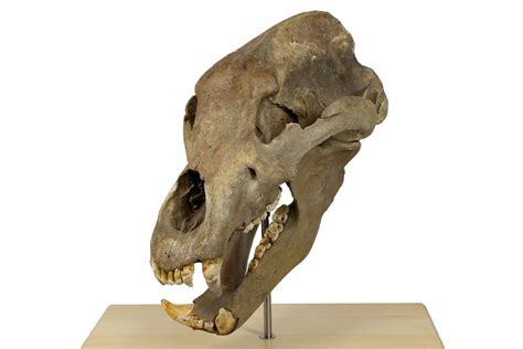 ursus spelaeus skull pictures.